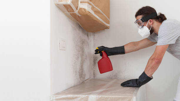 Professional Black Mold Removal technician working in Highland Park, PA